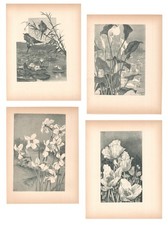 Stampe antiche LOTTO 4 FIORI