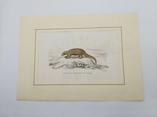Incisione '800 G. Fusaro animali Pangolino coloritura a mano