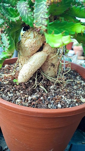 Euphorbia stellata succulente - stellata,