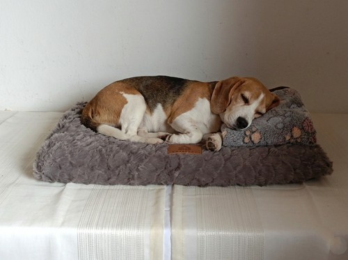 Cuccia cane gatto deluxe - cane,