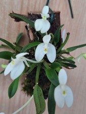 Dendrobium citrinum papua xxl - dendrobium, citrinum,papua,xxl