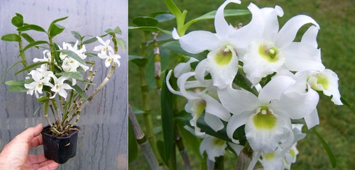 Dendrobium moniliforme - , x