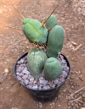 Cereus bridgesii pianta - t.cereus,