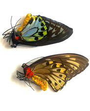 Ornithoptera Urvillianus pair