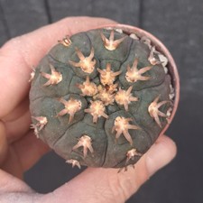 Gymnocalycium spegazzinii f