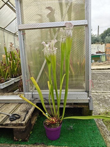 Sarracenia leucophylla - -,