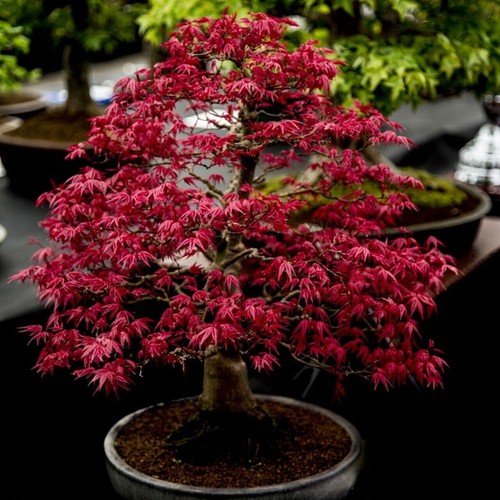 100 veri semi acer palmatum - veri,