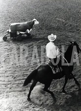 Foto vintage Cavalli, California, Cavallo con mucca finta, Stampa 20 x 25 cm