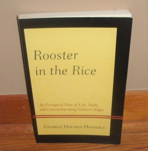 Rooster the rice ecological - rooster, in