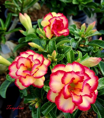 Nuovo adenium obesum desert - nuovo!,