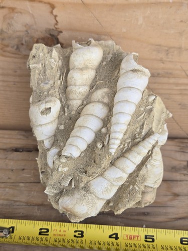 Guscio turritella fossile - guscio, di