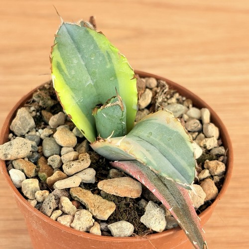 Agave titanota white - agave,