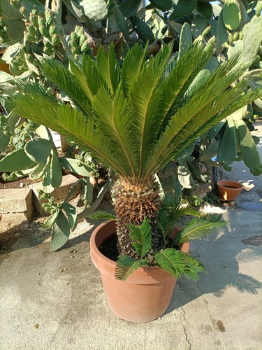 Pianta cycas revoluta - , vaso