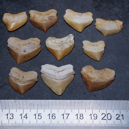 Pezzi denti fossili di - 10,
