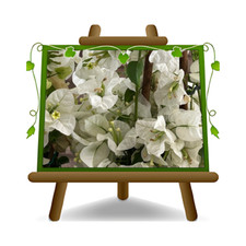 Bougainville Californiana