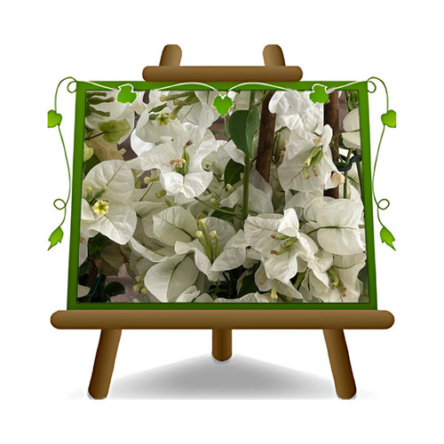 Bougainville californiana - bougainville,
