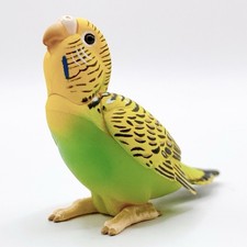 Budgerigar baby pulcino