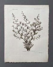 Incisione antica, botanica