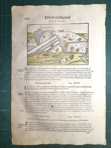 Mattioli matthioli erbario - mattioli,