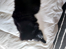 Colli di volpe argentata più