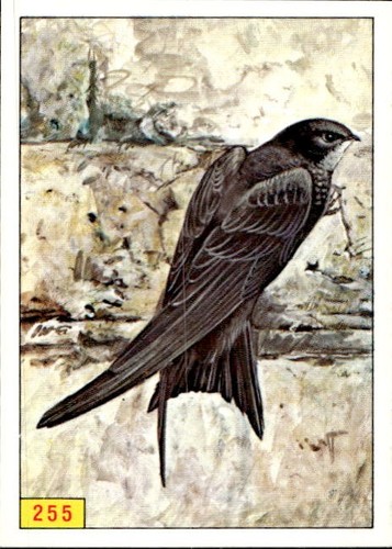 Figurina uccelli panini - figurina, ed.panini