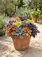 002532a heuchera heucherella - 002532a,