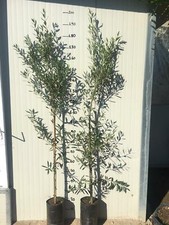 50 PIANTE DI ULIVO FRANTOIO