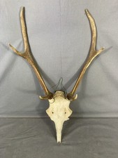 TROFEO DI CACCIA PALCO DI CERVO Origine Germania, Buone Condizioni