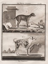 Cane Alano Incisione In Rame