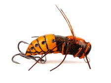 Imago Esche Hornet 3.5F Flusso