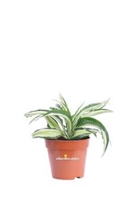 Pianta di Dracena Fragrans