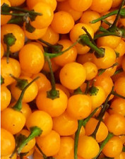 Charapita Chili 10 Semi