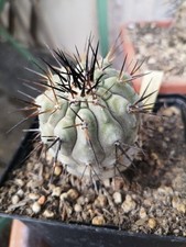 Copiapoa Cinerea 