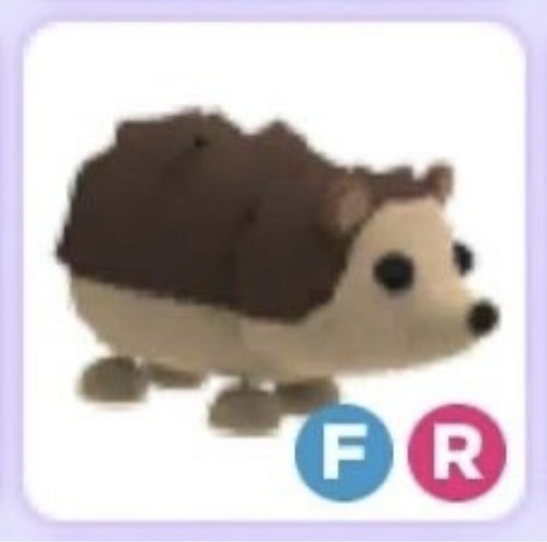 Adopt pet hedgehog - adopt, |