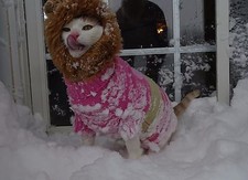 Scoot & Newts presenta Onk il