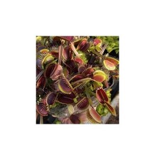 5x Dionaea muscipula Royal Red