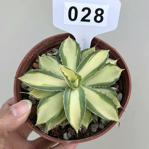 Pezzo pianta agave - 1,
