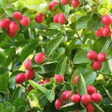 Carissa macrocarpa, prugna di Natale - 10 Vedi ds