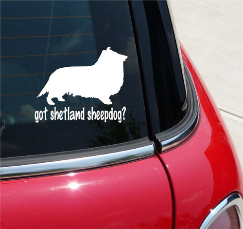 Got shetland cane pastore - got,