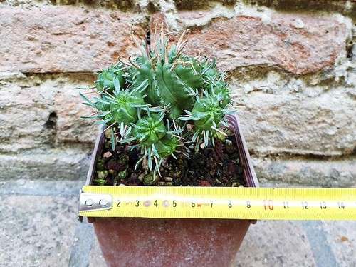 Euphorbia pillansii hybrid 8 - euphorbia, hybrid.