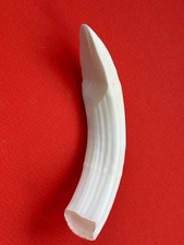 ZANNA SINGOLA DI CINGHIALE