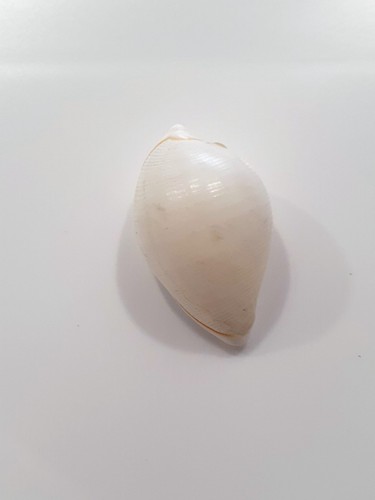 Primovula marginata beauty - ,