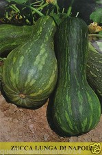 30 SEMI  DI ZUCCA LUNGA DI NAPOLI- O  PIENA DI NAPOLI-GIALLA DI NAPOLI