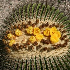 Echinocactus platyacanthus 10