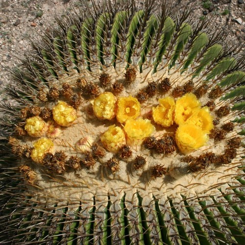 Echinocactus platyacanthus - , 10