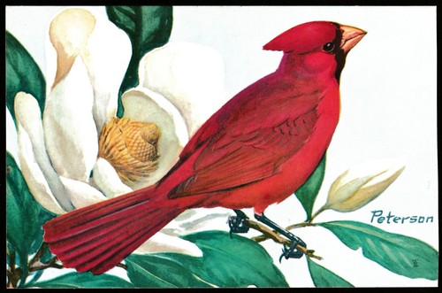 Cardinale cartolina epoca - cardinale, d'epoca