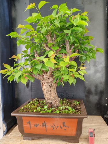 Bonsai prunus mume 74 - di, h