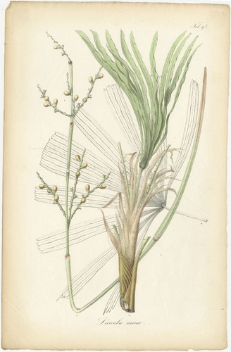 Antica stampa botanica - , di