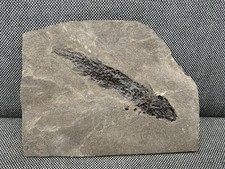 Rare Fossil Fish Specimen