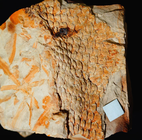 Rarissimo licopode fossile